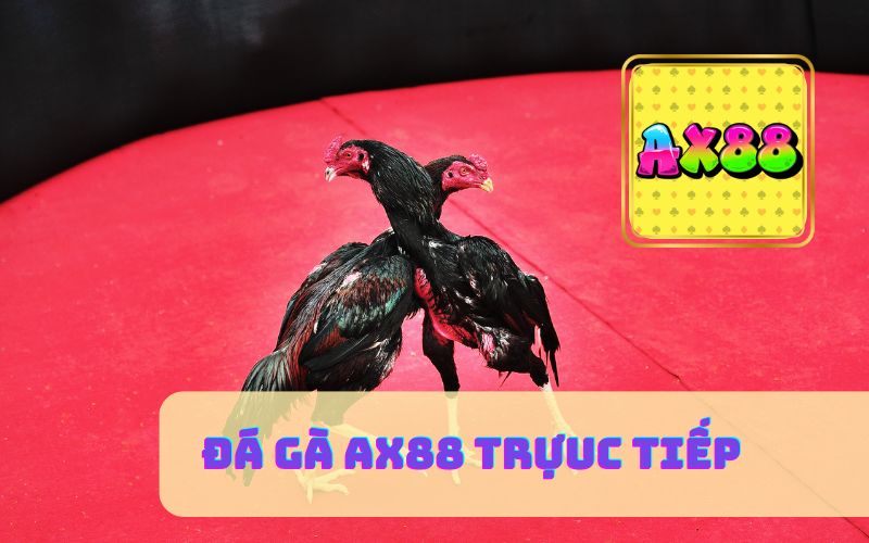 Đá Gà AX88 Trực Tiếp C1 C2 C3 C4 Chất Lượng Full HD