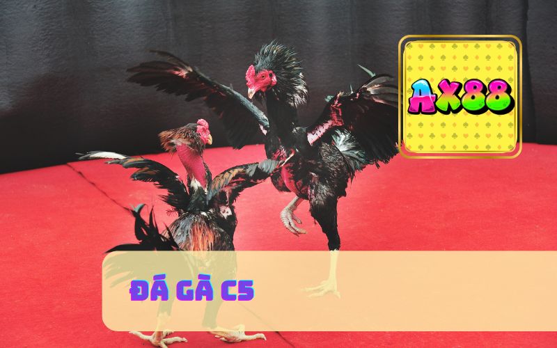 Trực Tiếp Đá Gà C5 Hôm Nay Trên Ax88