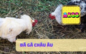 Xem đá gà châu âu trực tiếp siêu hấp dẫn trên ax88