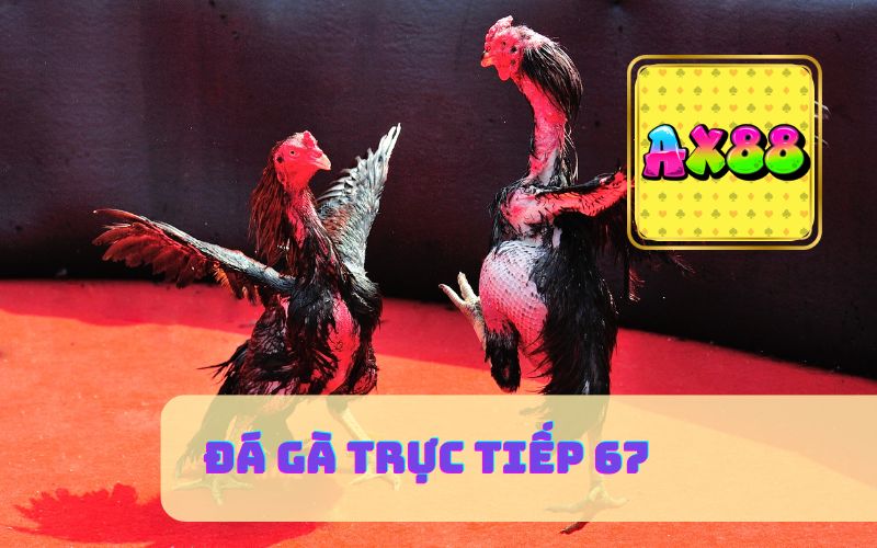 ĐÁ GÀ TRỰC TIẾP 67